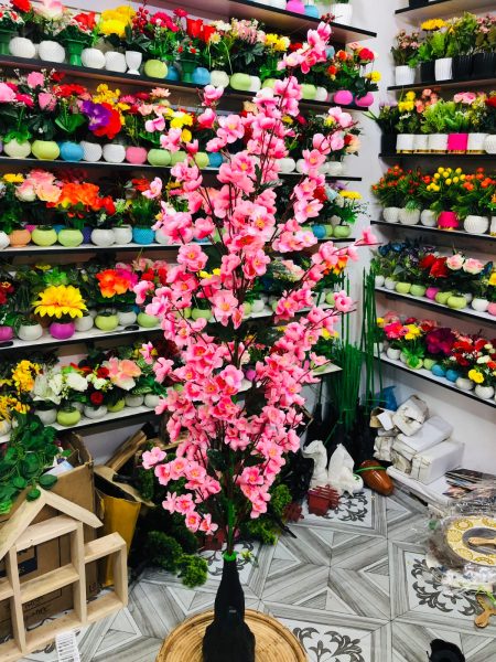 চেরি ফুল- Chery Flower